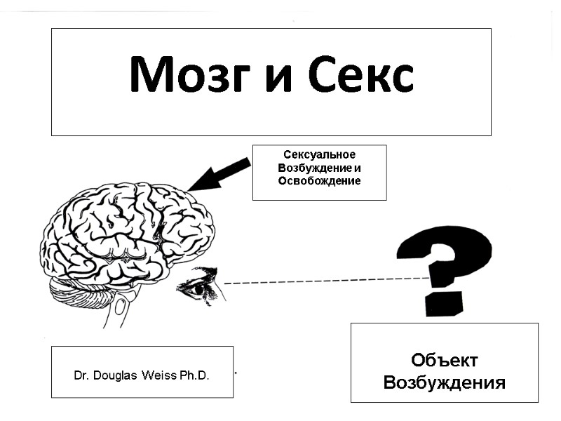 Мозг и Секс  Объект Возбуждения  Dr. Douglas Weiss Ph.D. Сексуальное Возбуждение и
